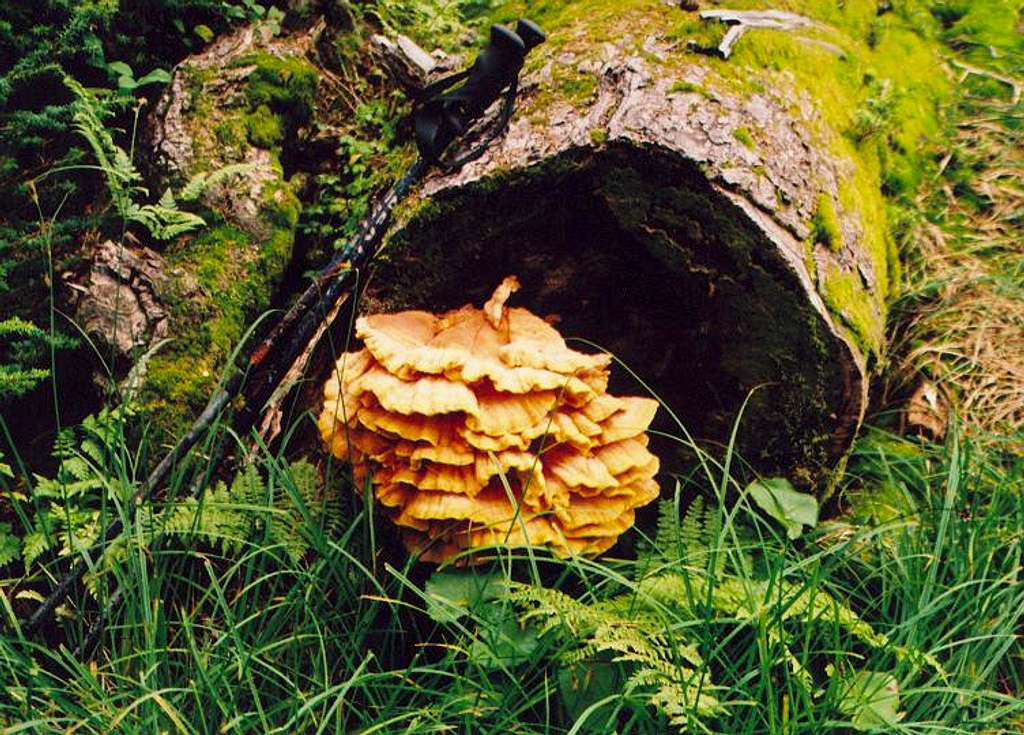 Meadow Mountain fungus