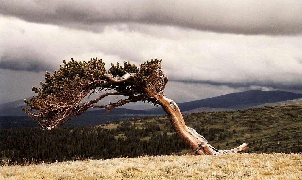 Bristlecone Pine on Windy Ridge