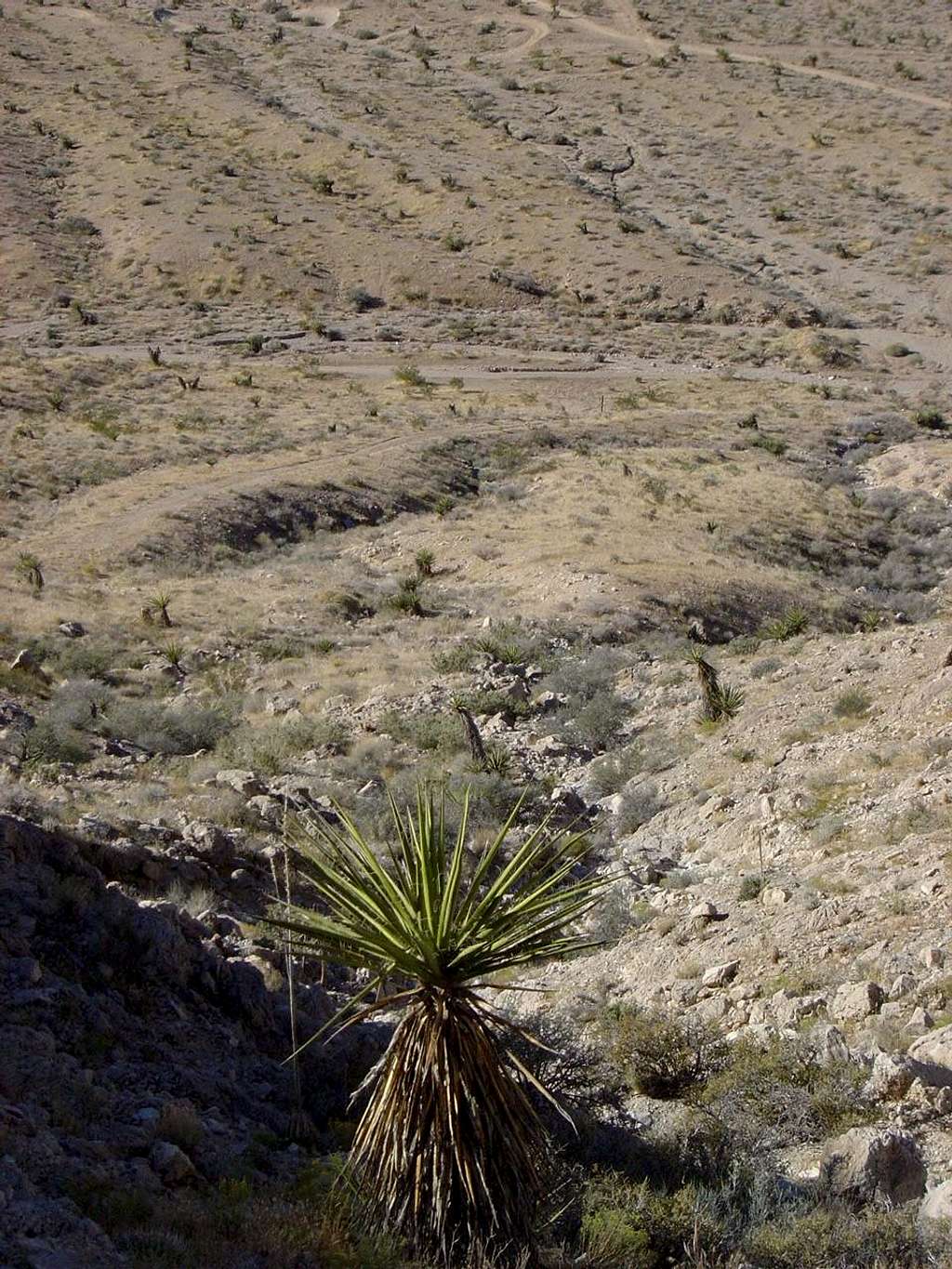 Plant encountered on the way to the summit