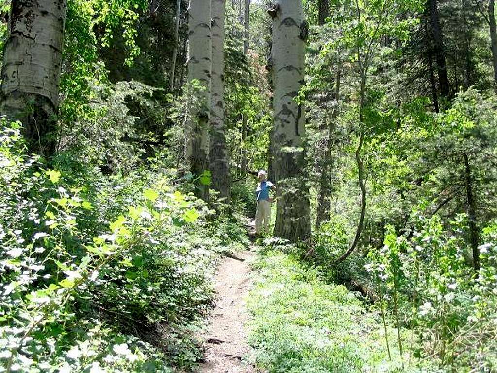 The lush trail high up on Bill Williams Peak