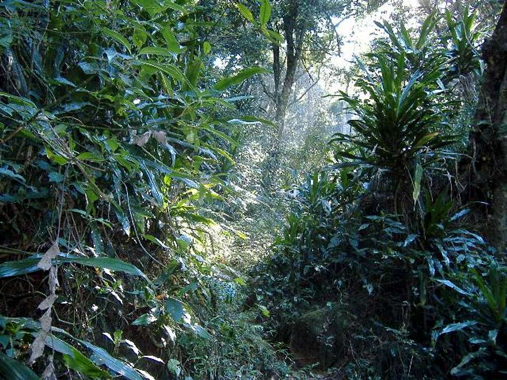 Gorongosa Forest
