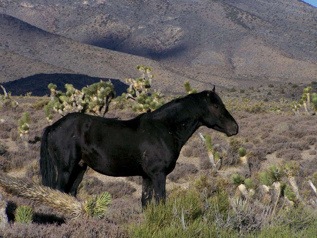 Black Wild Horse
