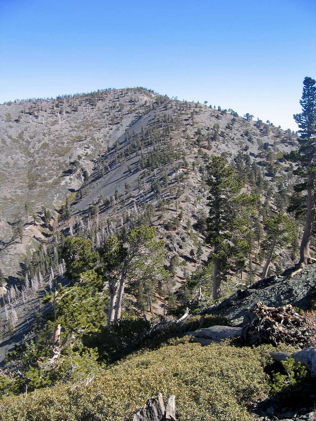 View of Dawson Peak