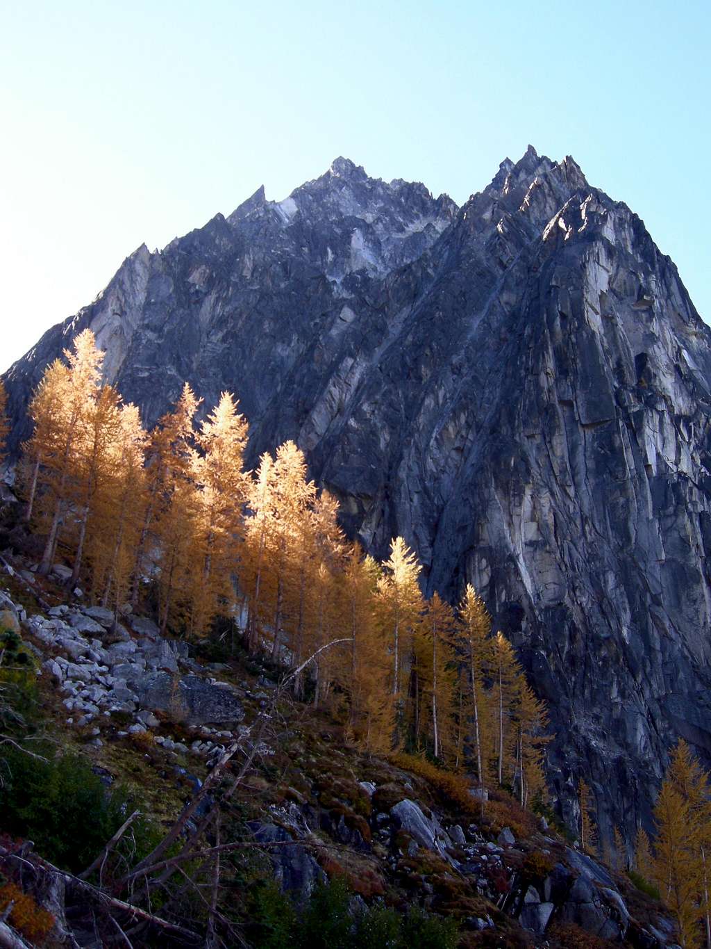 Larches and Dragontail