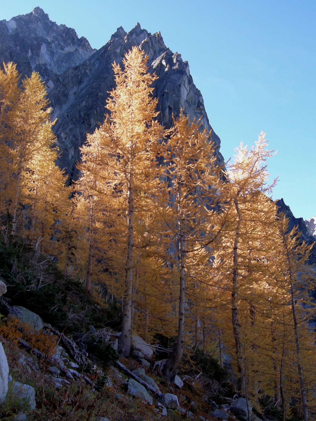 Dragontail and larches