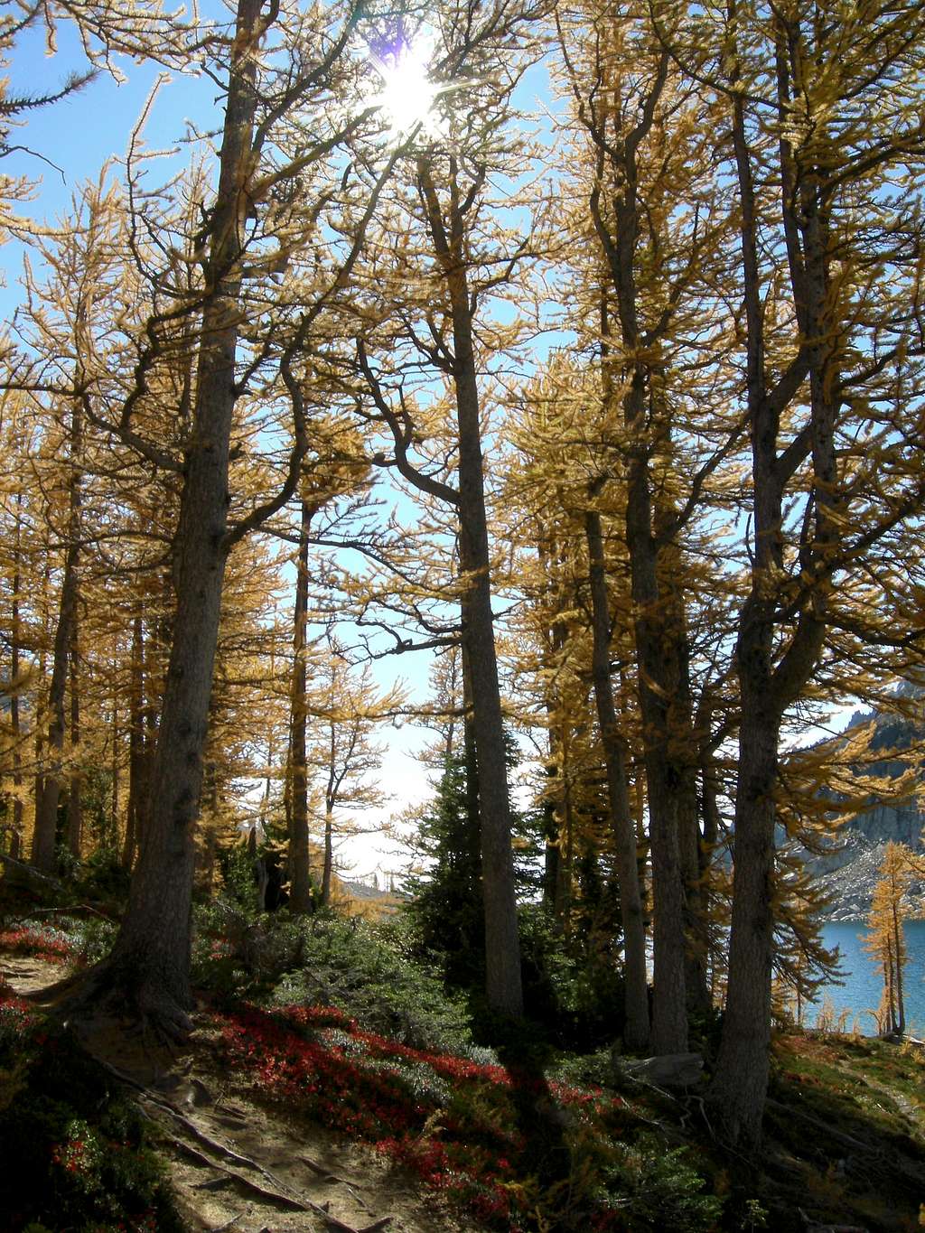 Larches and huckleberry