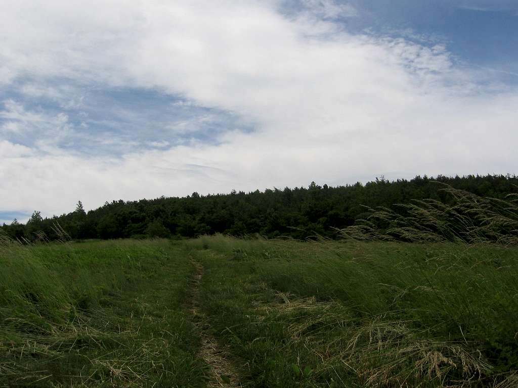 Meadows on Bear Den Mountain