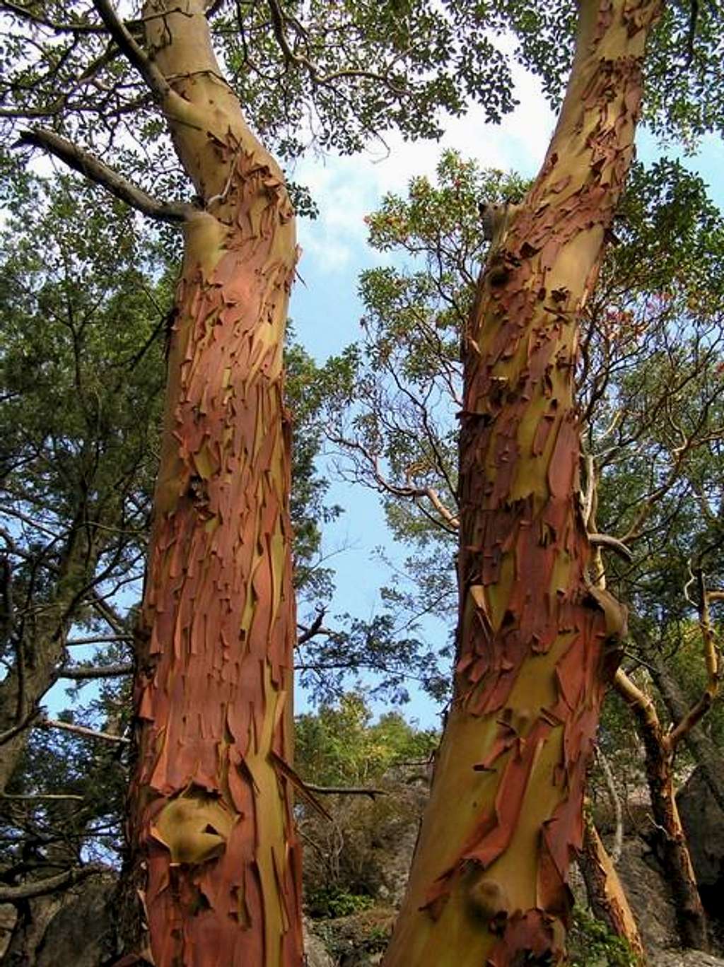Beautiful Arbutus Trees - Mount Erie