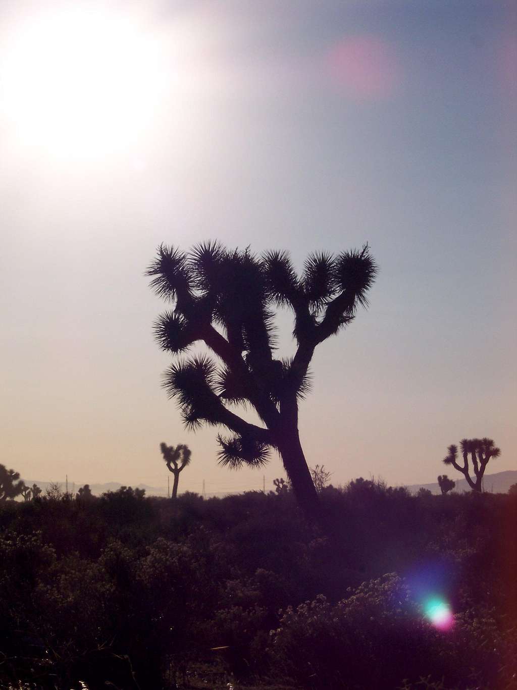 Joshua Tree on Way to Lone Pine from Ontario