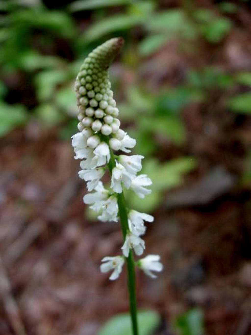 Lizard's Tail