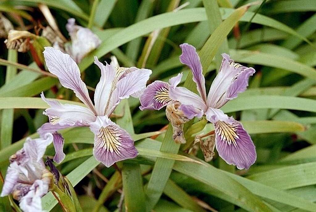 Douglas' Iris (Iris douglasii)