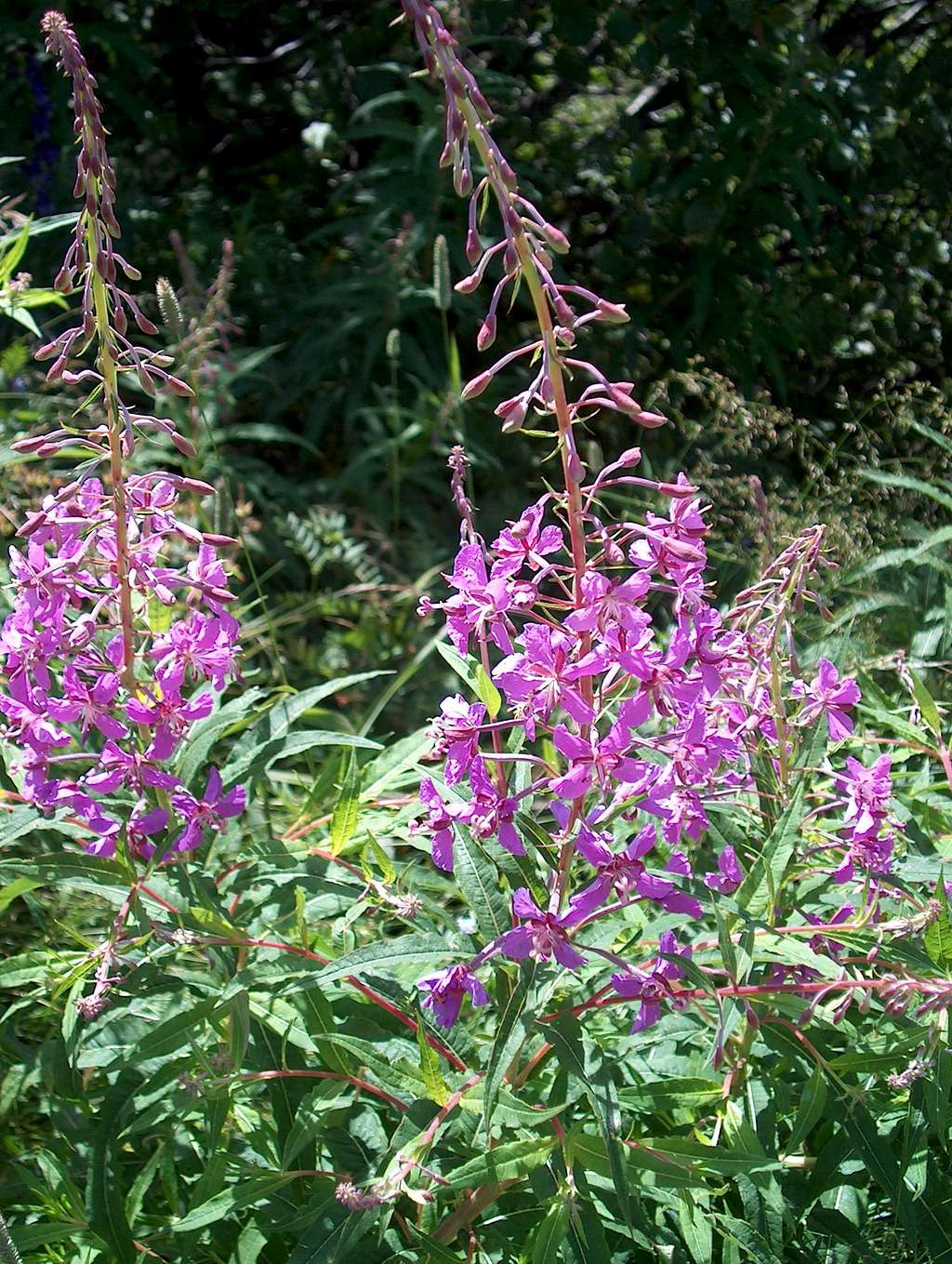 Willow Herb