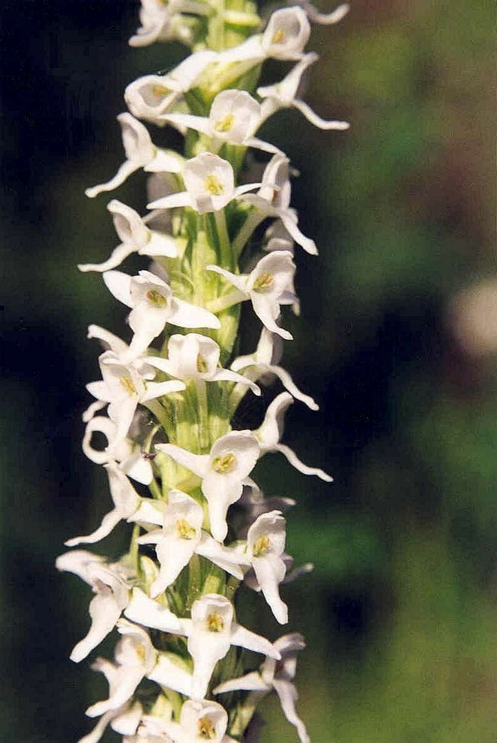 White Bog-orchid (Habenaria dilatata)