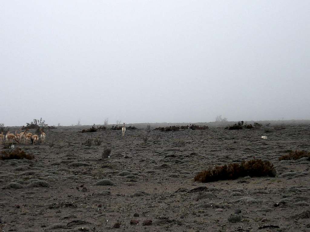 Vicuna herd