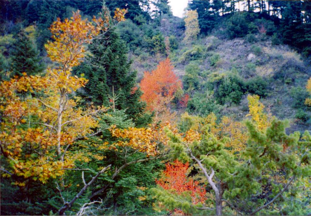 Autumn colours near Athanasios Diakos