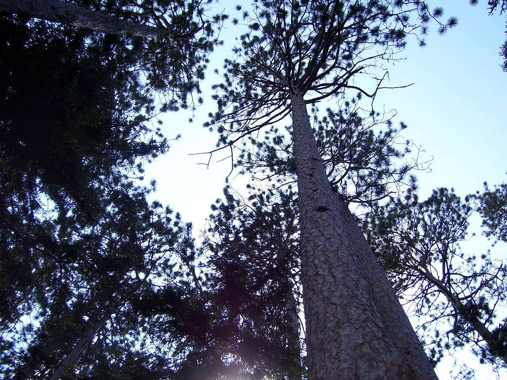 Red Pine grove at Antlers Campsite