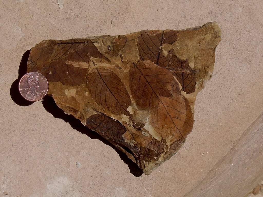 Fossil Leaf Slab from the Paleocene