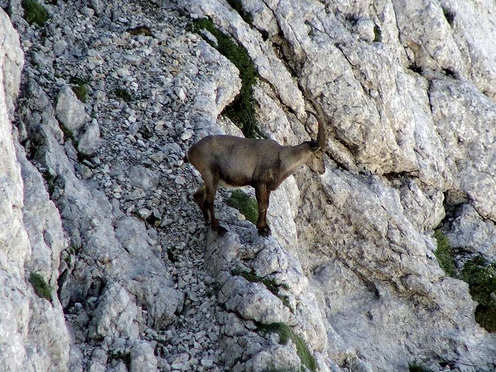 Ibex on Bovski Gamsovec