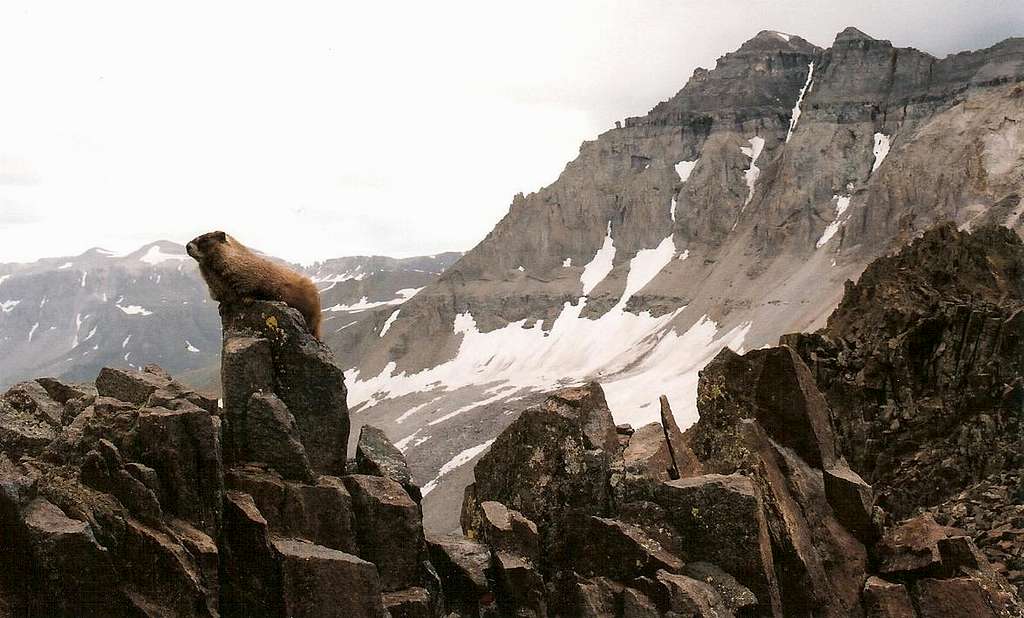 Marmot Sentinel