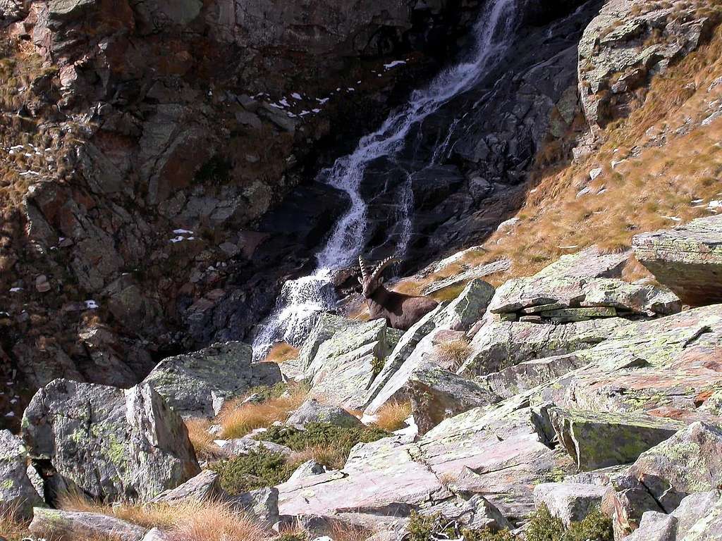 Steinbock (Capra ibex) Valnontey