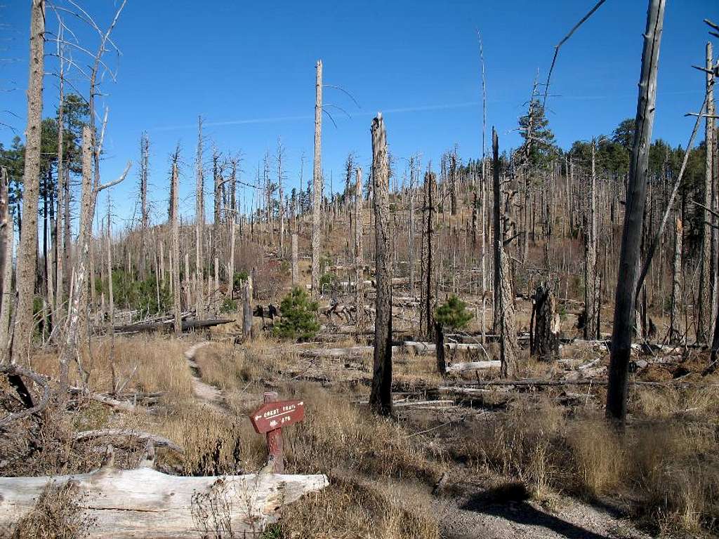 A burnt forest