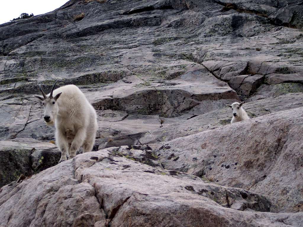 Mountain Goats