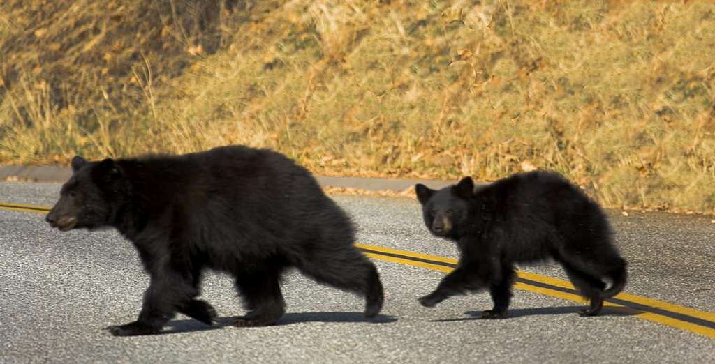 Black Bear and Cub/Sequoia Nat'l Park