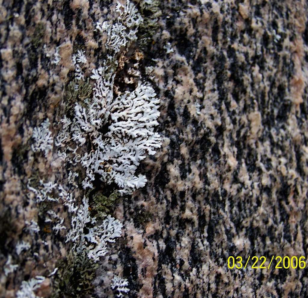Quartz with White Lichens