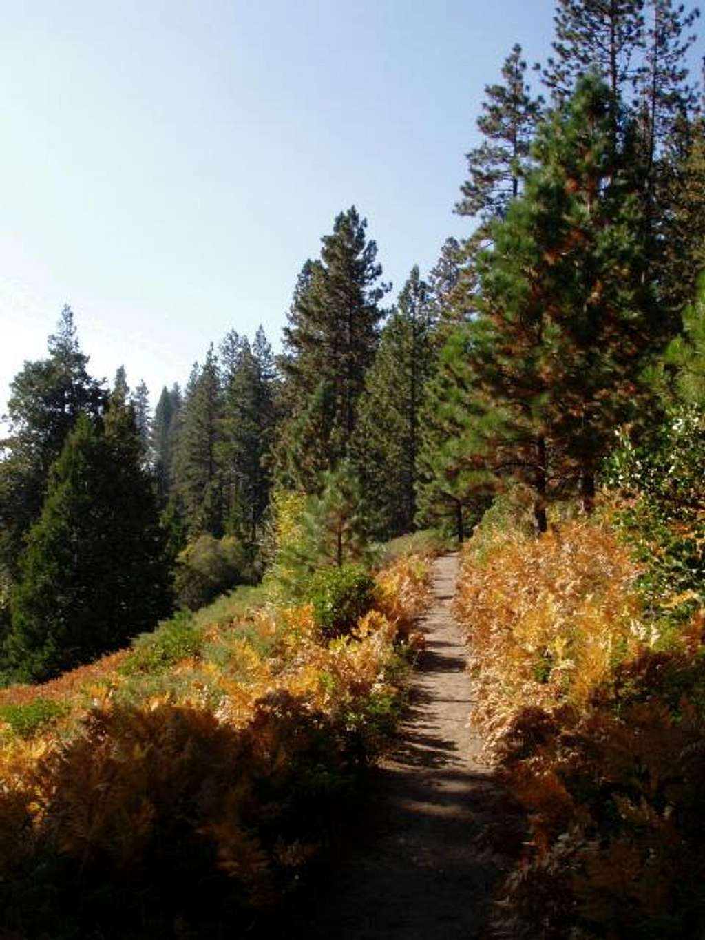 Ferns along the Trail