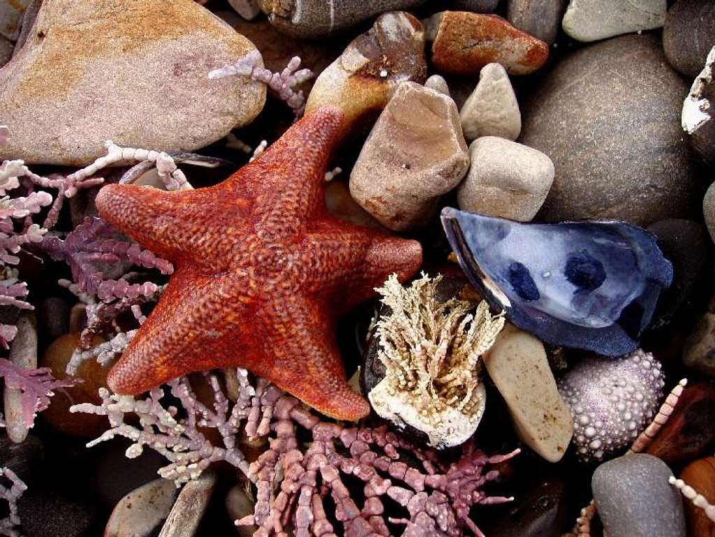 Starfish and Rocks