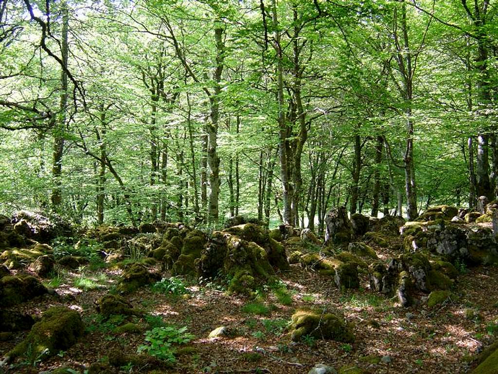 Forest of Txamine