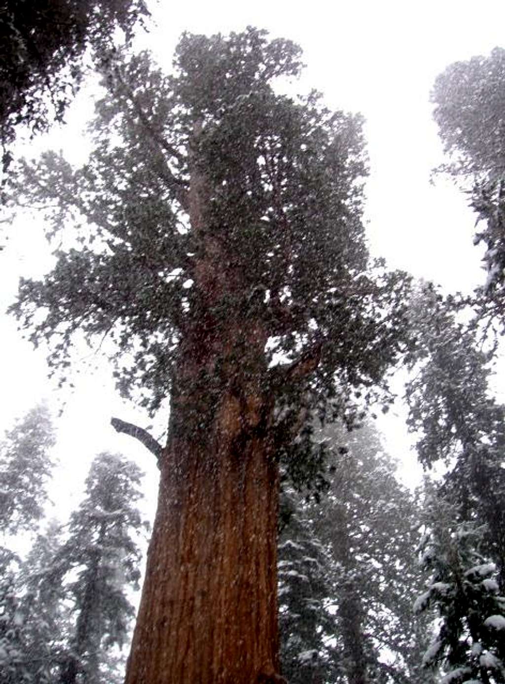 Snow falling on the largest tree in the world