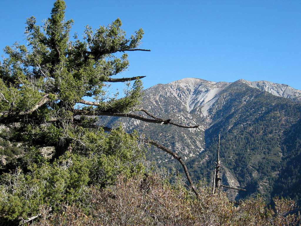 Looking East Towards Mt. Baldy from South Ridge Iron Mtn.#1