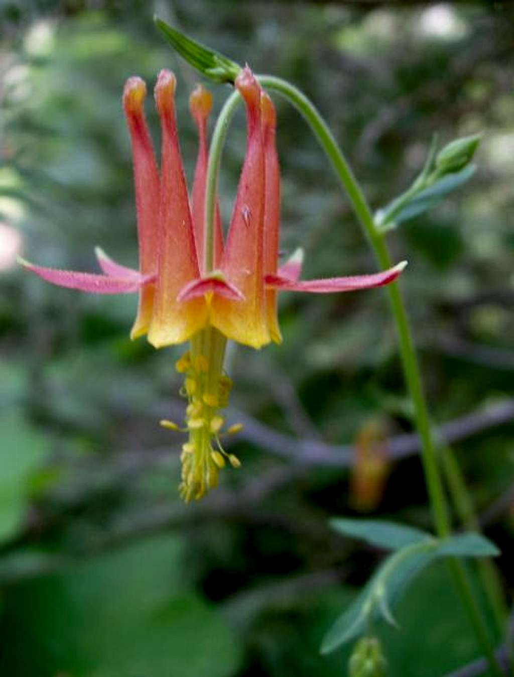 Redwood Canyon Columbine