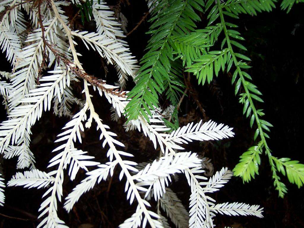 Albino Redwood