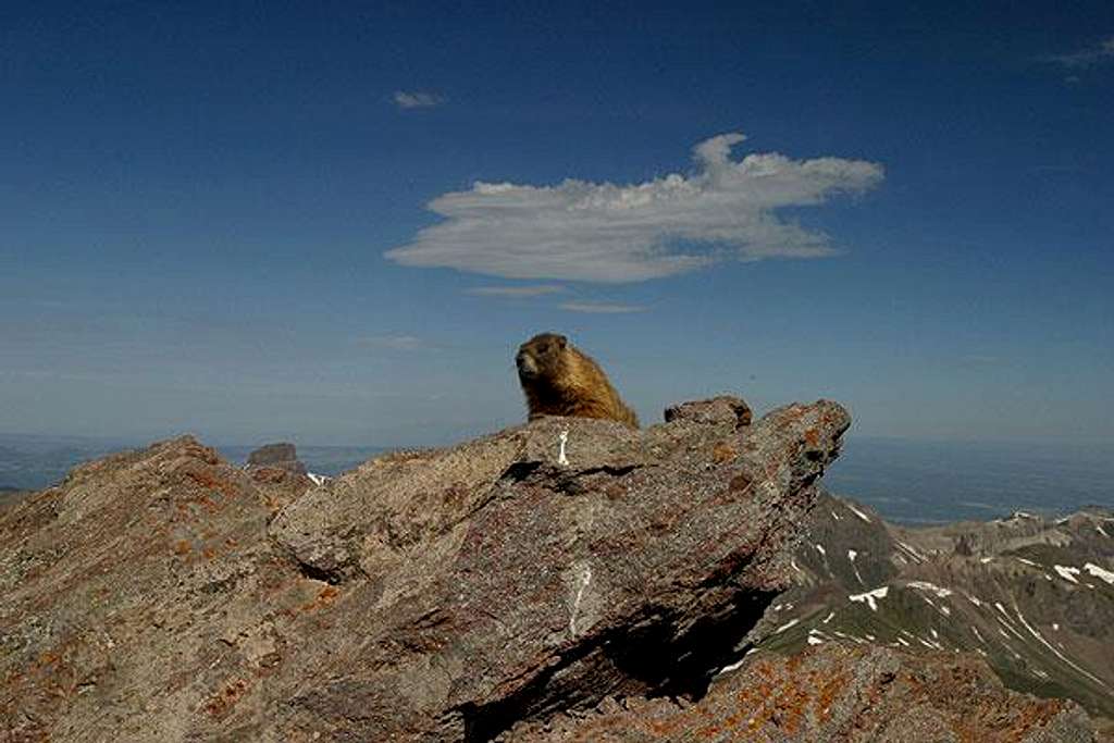 Summit marmot!
