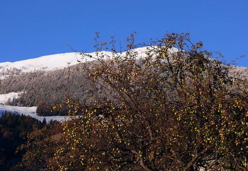 La cresta Tardiva (Gignod)