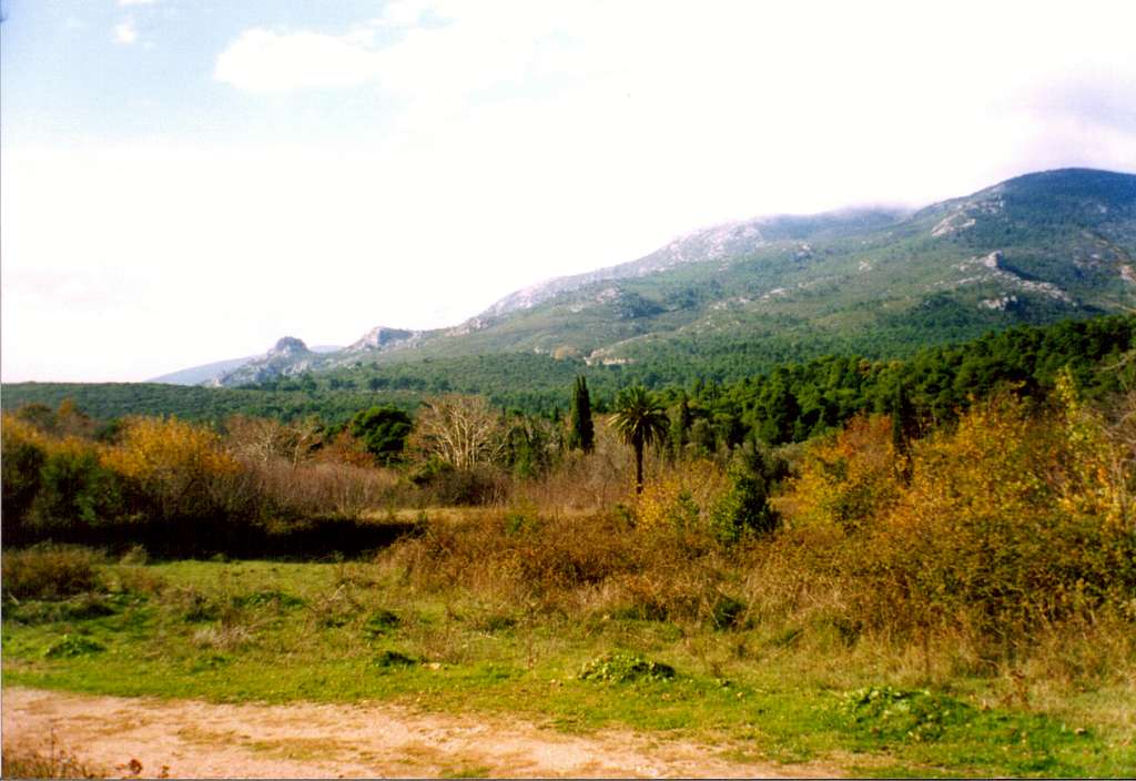 Various kinds of trees in Parnitha near Varibobi.Petra Varubobis and Flambouri's ridgeline can be seen in the background