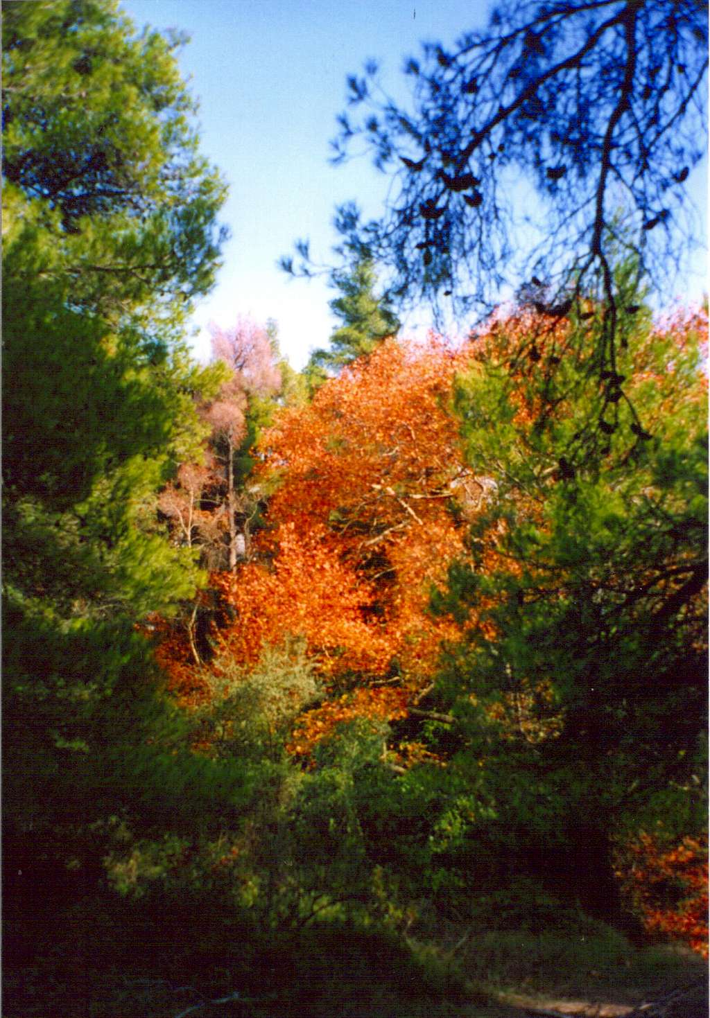 Autumn colours near Tatoi.26 November 2006