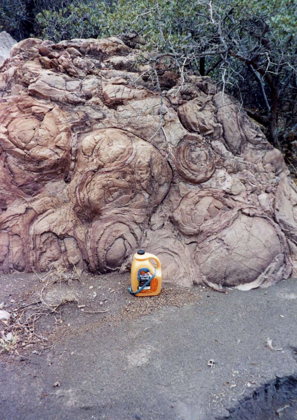 Stromatalite Fossil