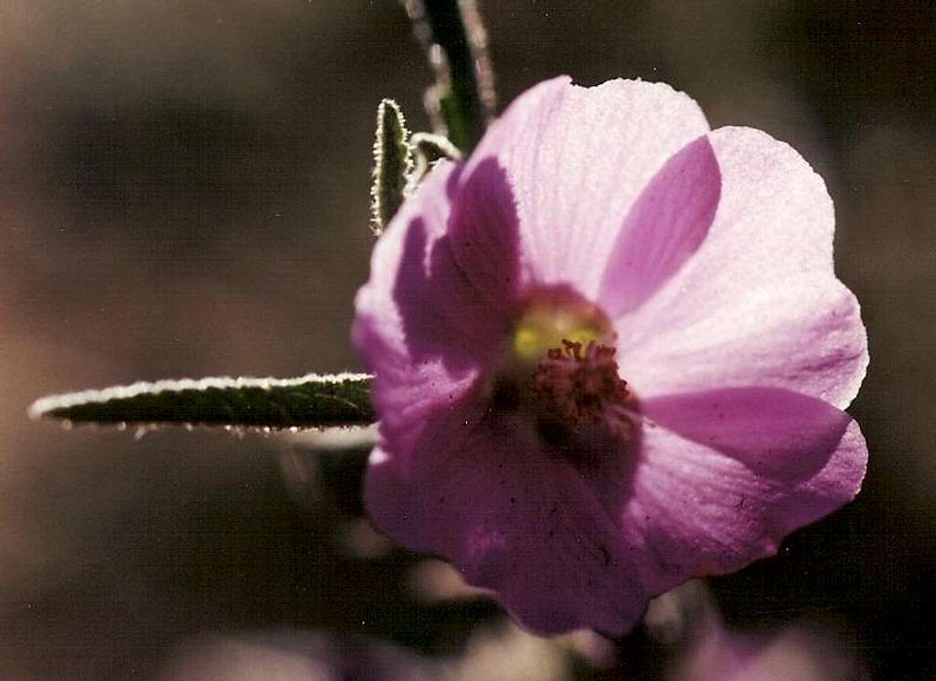 Globemallow, Chisos Mountains