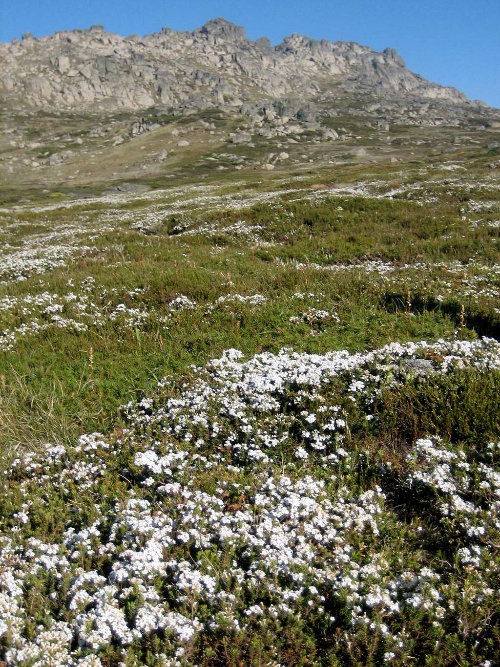 Wildflowers and Granite outcrops