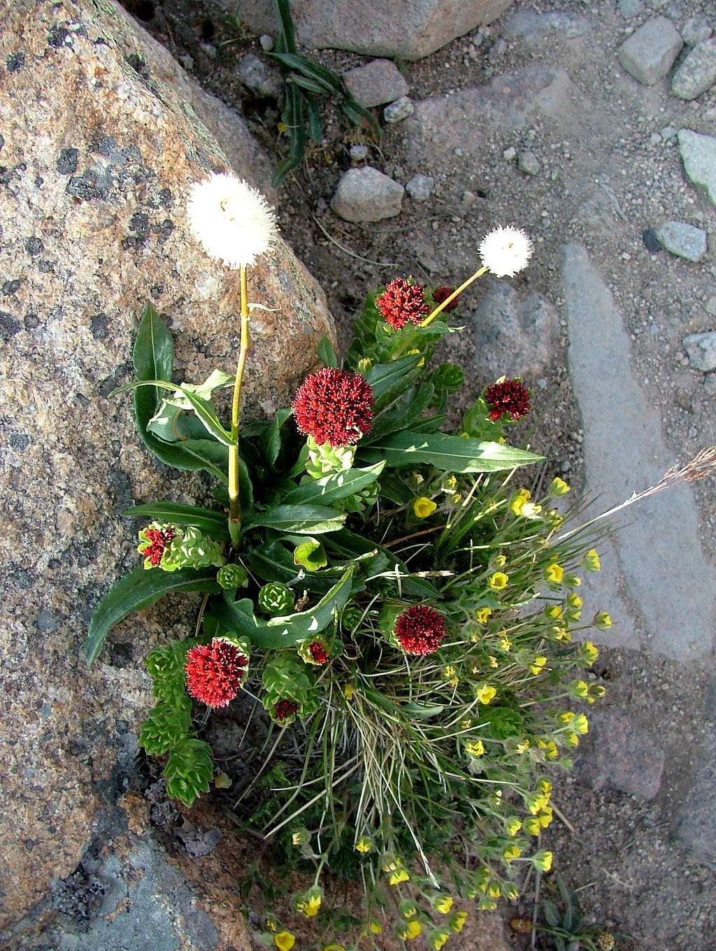 Alpine Bouquet