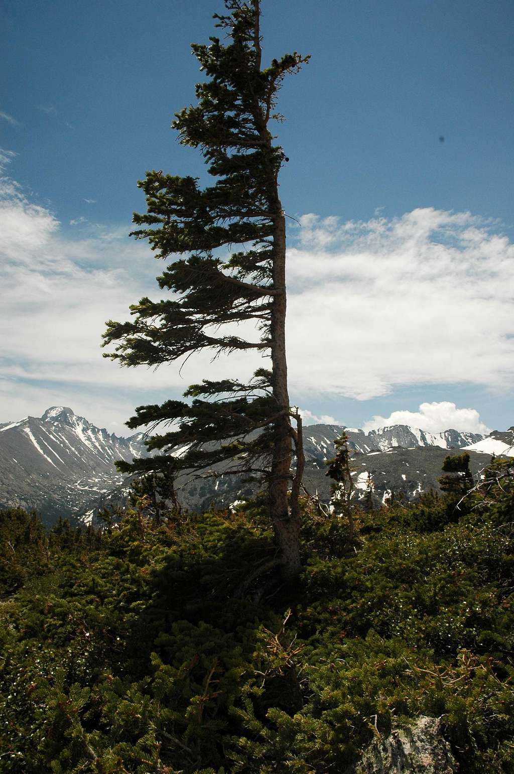 Wind-blasted tree on Hallett Peak