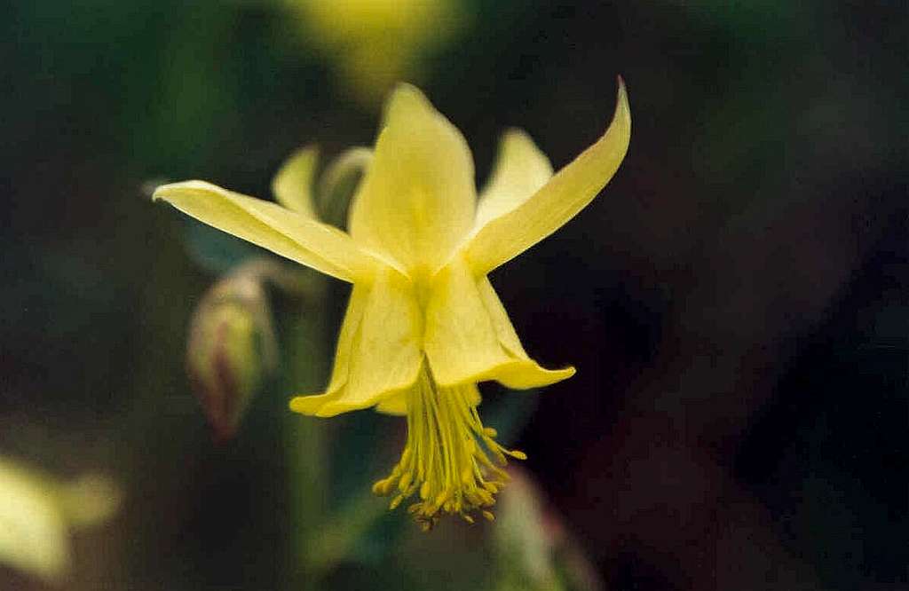 Yellow Columbine (Aquilegia flavescens)