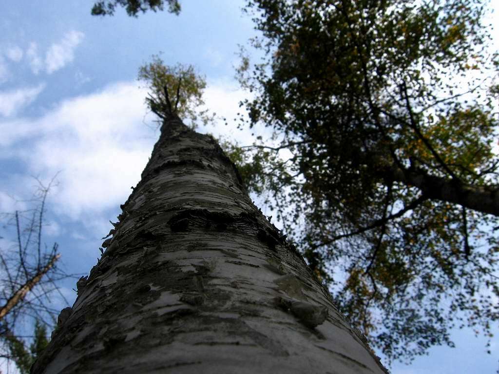 Tree reaches the sky