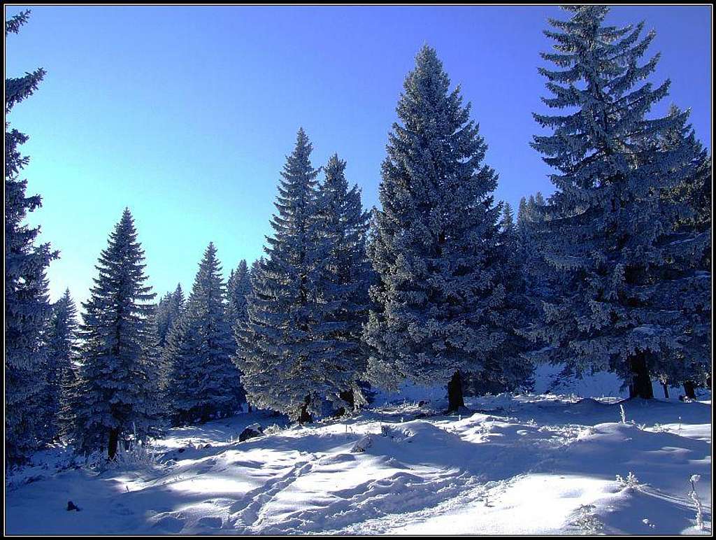 Velika planina