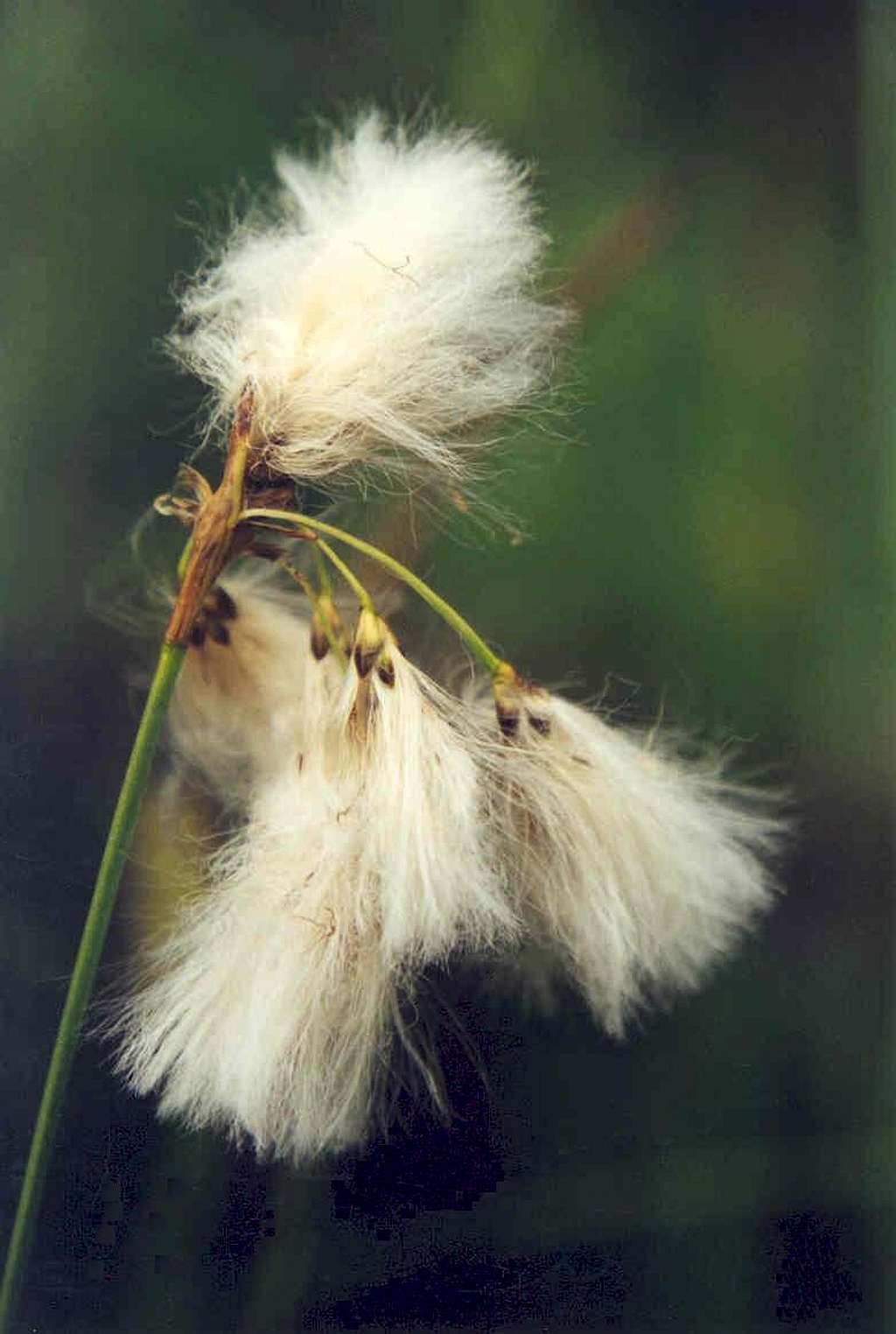 Slender Cotton-grass (Eriophorum gracile)