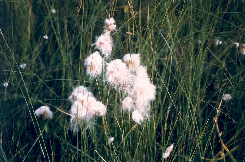 Russet Cotton-grass (Eriophorum chamissonis)