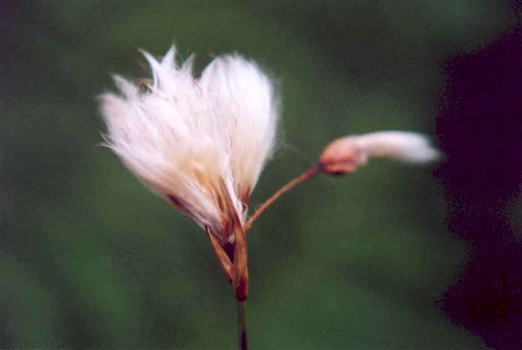 Rough Cotton-grass (Eriophorum tenellum)